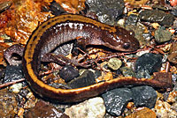 Western Long-toed Salamander