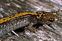 Western Long-toed Salamander