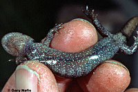 Western Long-toed Salamander