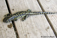 Blotched Tiger Salamander