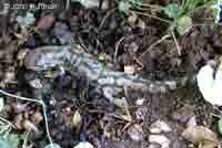 Blotched Tiger Salamander