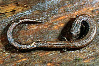 California Slender Salamander