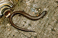 California Slender Salamander