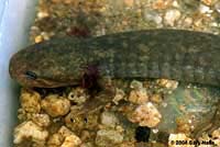 Idaho Giant Salamander