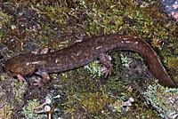 Idaho Giant Salamander