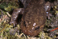 Idaho Giant Salamander