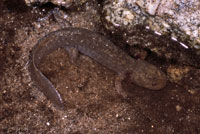Idaho Giant Salamander