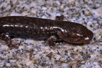 Idaho Giant Salamander