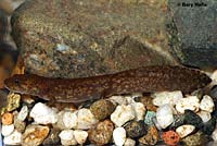 Cope's Giant Salamander