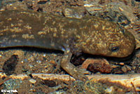 Cope's Giant Salamander
