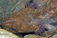 Cope's Giant Salamander