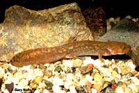 Cope's Giant Salamander