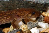 Cope's Giant Salamander