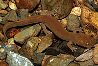 Cope's Giant Salamander