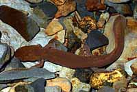 Cope's Giant Salamander