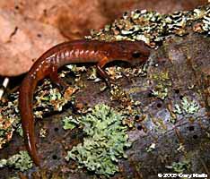 Oregon Ensatina