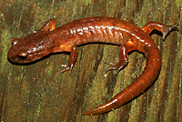 Oregon Ensatina