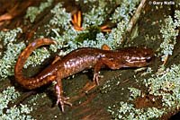 Oregon Ensatina