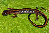 Dunn's Salamander