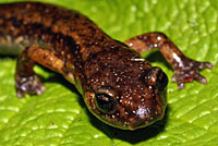 Dunn's Salamander