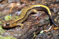 Dunn's Salamander