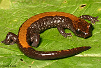 Salamander