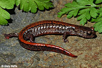 Salamander