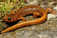 Salamander