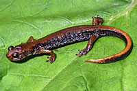 Salamander