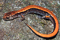 Western Red-backed Salamander