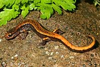 Western Red-backed Salamander