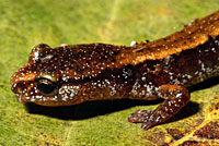 Western Red-backed Salamander