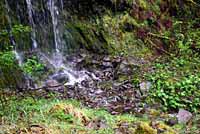 Western Red-backed Salamander habitat