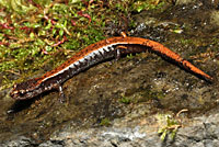 Western Red-backed Salamander