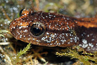 Western Red-backed Salamander