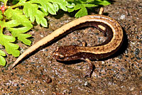 Western Red-backed Salamander