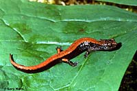 Western Red-backed Salamander