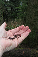 Western Red-backed Salamander