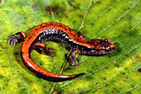 Western Red-backed Salamander