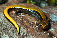 Western Red-backed Salamander