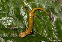 Cascade Torrent Salamander