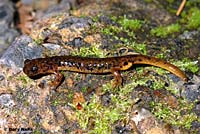 Cascade Torrent Salamander