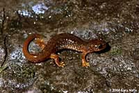 Cascade Torrent Salamander