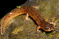 Salamander