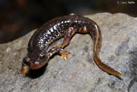 Cascade Torrent Salamander