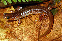 Salamander