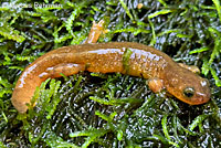 Columbia Torrent Salamander