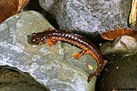 Columbia Torrent Salamander