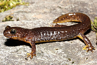 Salamander