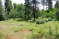 Common Sharp-tailed Snake habitat